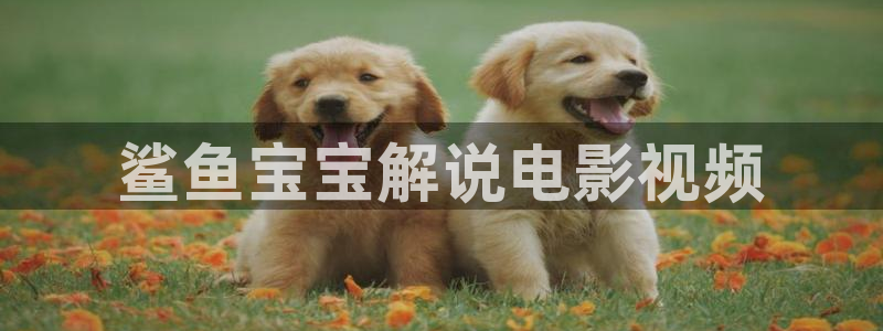 午夜伦理视频电影