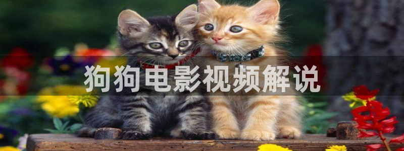 女人午夜激情在线观看