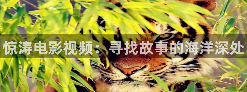 6080午夜片